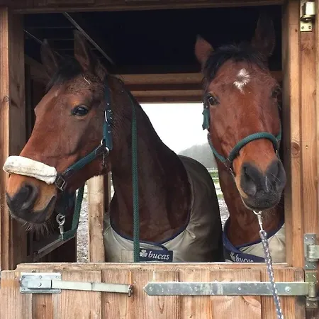 Pleasant In Μούνστερ