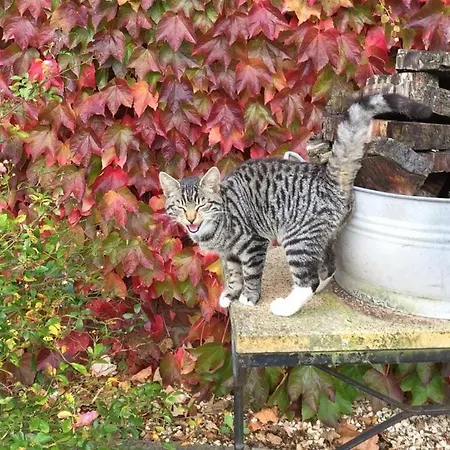 Pleasant In Μούνστερ